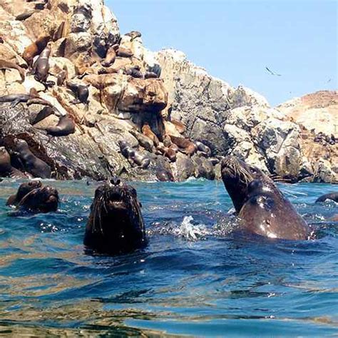 Swimming With Sea Lions In Palomino S Island Travel And Tours In Lima