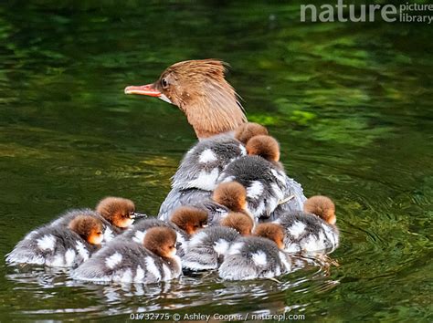 Stock Photo Of Goosander Mergus Merganser Female With A Brood Of