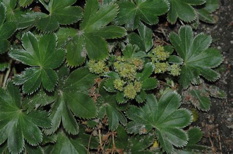 Alchemilla Faeroensis Rosaceae Image At Phytoimages Siu Edu