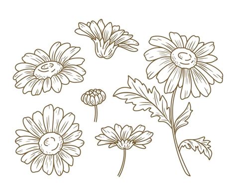 Premium Vector | Hand drawn daisy illustration