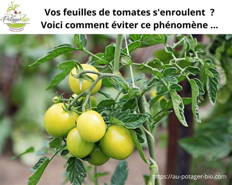 Enroulement Des Feuilles De Tomates Causes Et Solutions Au Potager Bio