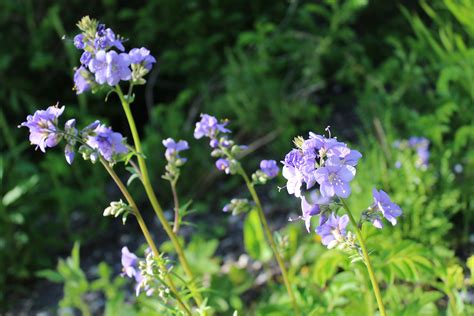 Jacob's ladder - will bloom all summer now Jacob's Ladder, Bloom