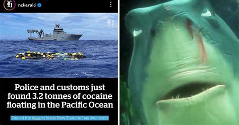 'Cocaine Shark' Trends after 3.2 Tons of Cocaine Is Found in Ocean Off ...