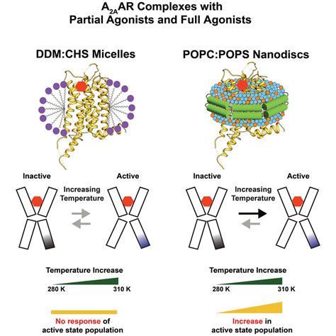 Membrane Mimetic Dependence Of GPCR Energy Landscapes Structure