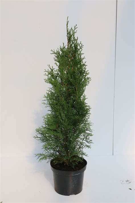 Thuja Smaragd Wys Cm Don L Bricomarche Pl