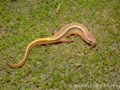 Southern Two Lined Salamander Eurycea Cirrigera The Ones Flickr