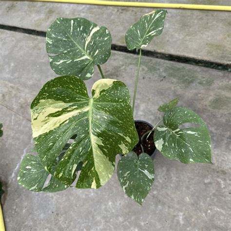 Monstera Thai Constellation Variegata Ø19 Limited Leaves Limited Leaves