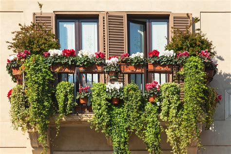 Jakie Kwiaty Na Balkon S Oneczny I Zacieniony Najwa Niejsze Porady