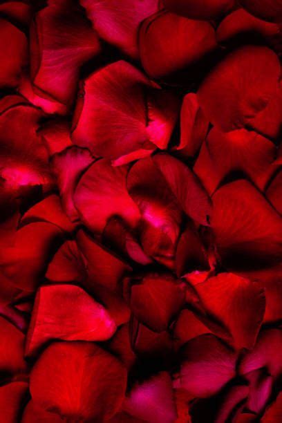 Background Of Beautiful Red Rose Petals Close Up Macro Red Rose