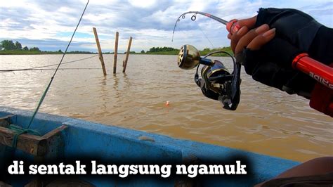 Tertipu Dikira Ikan Kecil Yang Makan Umpan Ternyata Youtube