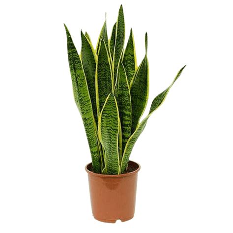 Snake Plant Sansevieria Dracaena Trifasciata Buy Online Plants N Flora