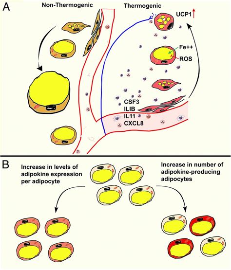 Diverse Repertoire Of Human Adipocyte Subtypes Develops From