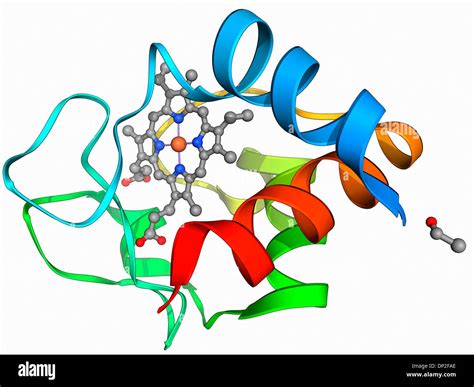 El Citocromo C Modelo Molecular Fotograf A De Stock Alamy