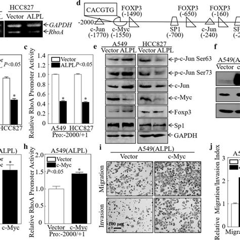 Alkaline Phosphatase Alpl Inhibits The Migration And Invasion Of Luad Download Scientific