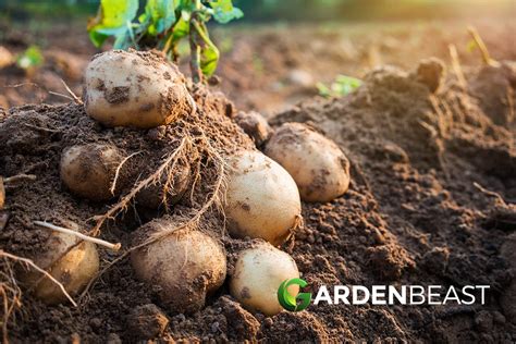 How To Grow Potatoes Tips For Planting And Growing Complete Guide