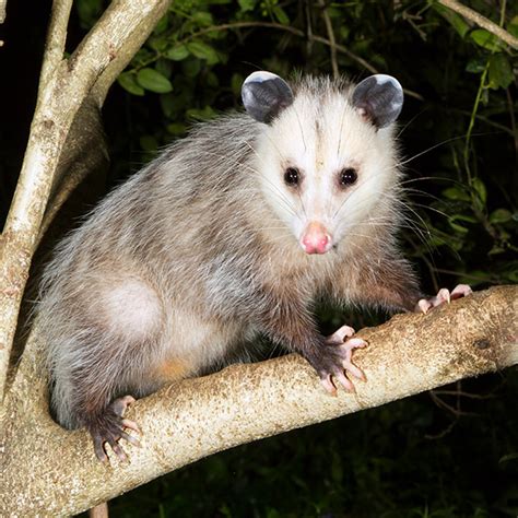 Virginia Opossum - Wildlife Images