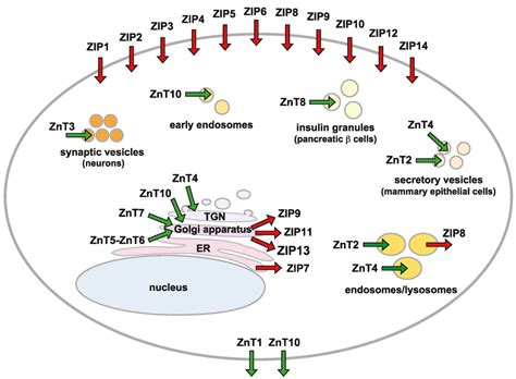 Ijms Free Full Text The Functions Of Metallothionein And Zip And