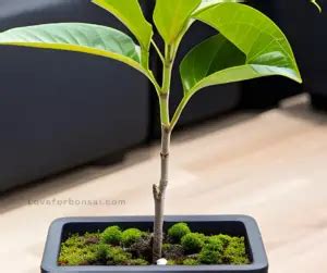 How to Grow and Take Care of A Mango Bonsai Tree - Love For Bonsai