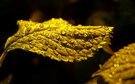 Wallpaper Sunlight Leaves Food Nature Plants Water Drops Branch