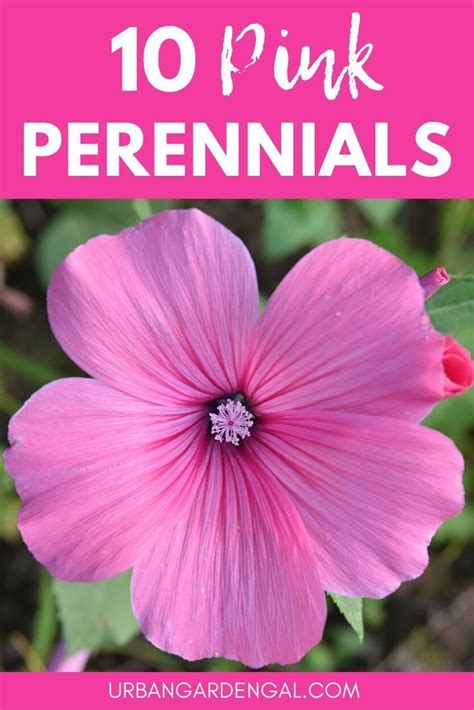 10 Stunning Pink Perennial Flowers Pink Perennials Succulent Garden