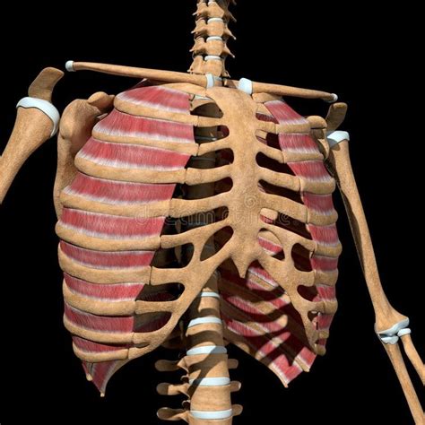 Human External Intercostal Muscles On Skeleton This 3d Illustration