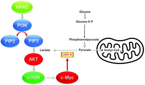 Kras Proto Oncogene And Gtpase Kras And Oncogene V Myc Avian Download Scientific Diagram