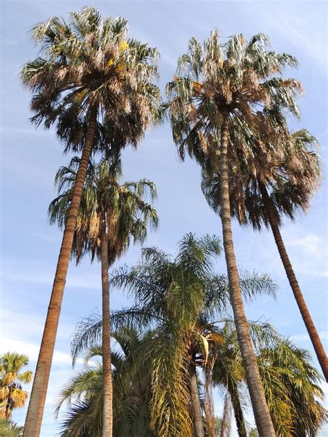 Plantfiles Pictures Livistona Species Fountain Palm Ribbon Palm