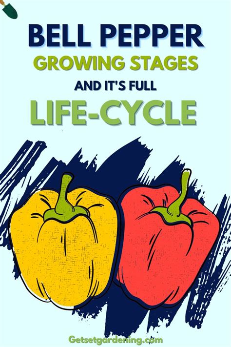 Bell Pepper Growing Stages A Complete Guide On Its Life Cycle In