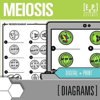 Meiosis Diagram Cell Division Digital And Print Science Diagrams