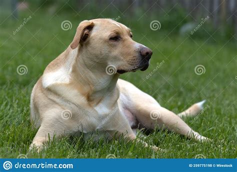 Lying Labrador Retriever Canis Lupus Familiaris At A Park Looking