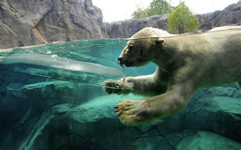 Polar Bear Swimming wallpaper | animals | Wallpaper Better