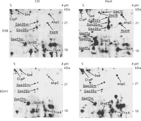 Small Acidic Stress Proteins Of B Subtilis B Subtilis Wild Type