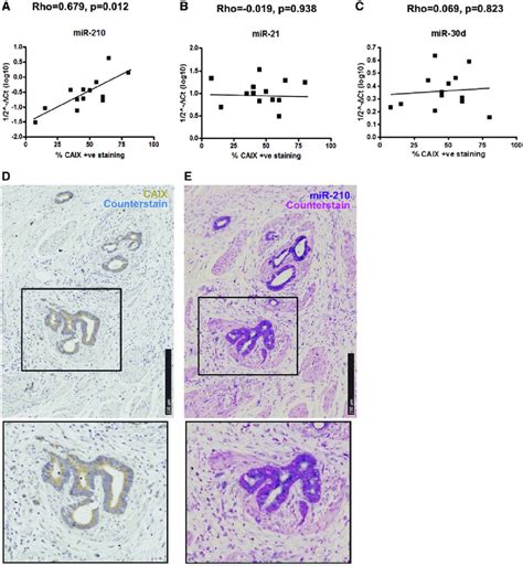 In Situ Expression Of Mir 210 Positively Correlates To Hypoxia Marker