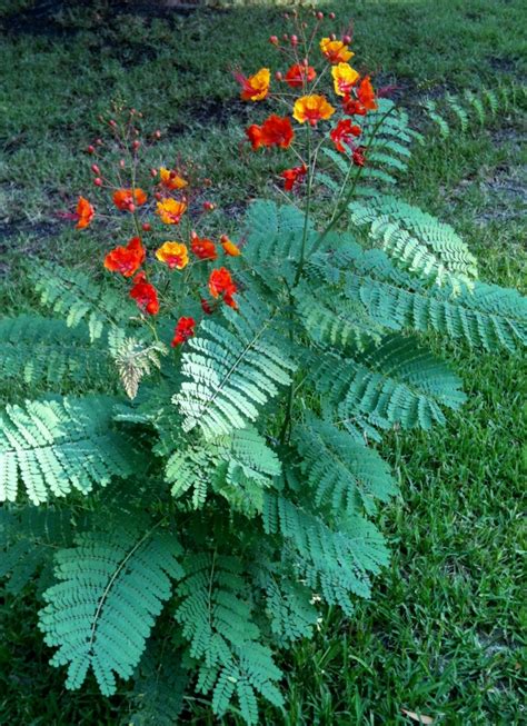 My Green Thumbed Hubby Grew This Pride Of Barbados From Seeds So