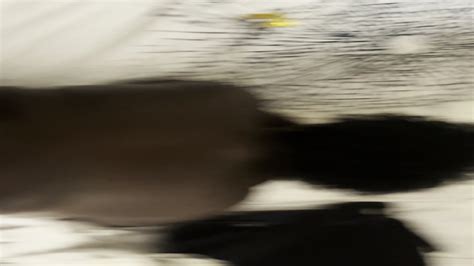 Bbw Chocolate Bbw Phone Bone