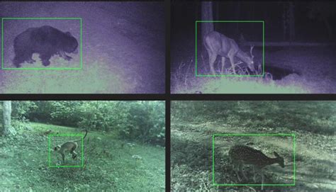 Wildlife Conservation Artificial Intelligence For Camera Trapping