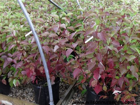 Isanti Redtwig Dogwood – Wilson Nurseries