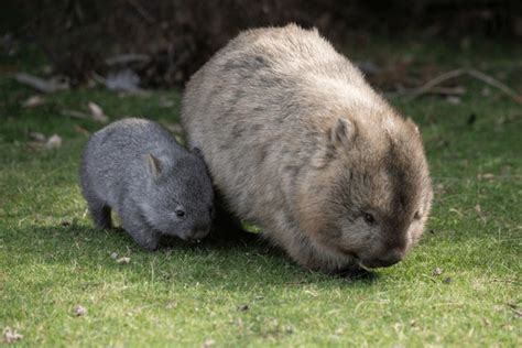 343 Baby Wombat Royalty-Free Images, Stock Photos & Pictures | Shutterstock