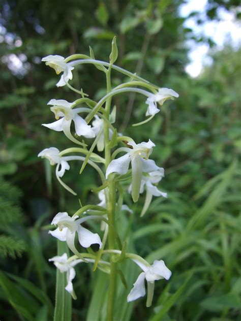 Photographs Of Wild Orchids In Kent England