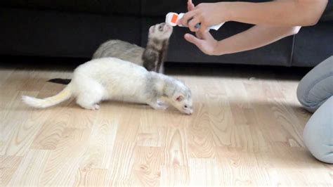 Training Your Ferrets How To Teach Your Ferret Fancy Tricks Youtube