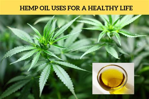 HEMP OIL USES FOR A HEALTHY LIFE - VNS Select