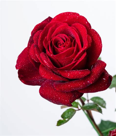Kletterrose Naheglut - Rosa Naheglut günstig kaufen