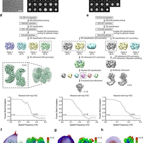 Cryo Em Data Processing Of The Nlrp3crid3 Complex A Representative