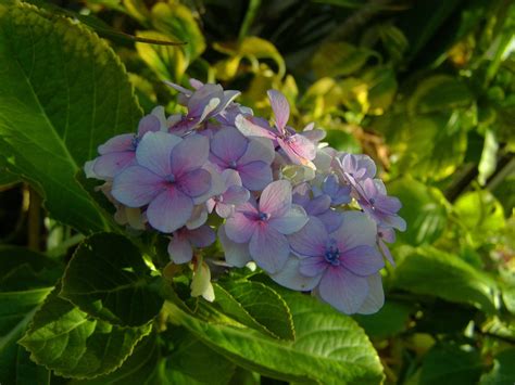 Hortensia Flor Jardim Foto Gratuita No Pixabay Pixabay