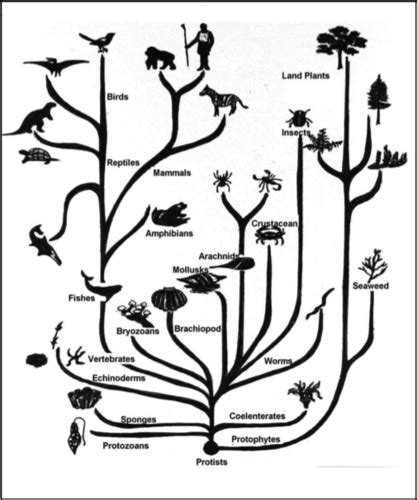 Ch And Darwin S Theory Of Evolution And Evolution Of