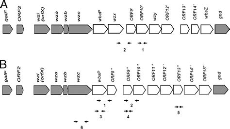 Capsular Polysaccharide Synthesis Regions In Klebsiella Pneumoniae