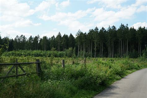 tree invasions    harm  good     carbon