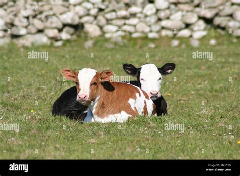 Pair Of Cute Calves In Field Stock Photo Alamy