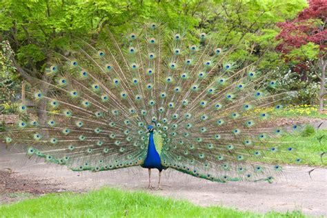 Male Peacock With Tail Feathers Displayed Stock Photo Image Of