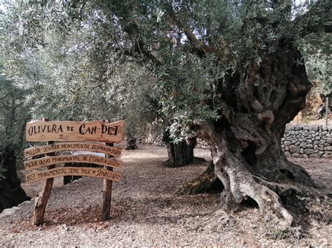 Olive Trees In Spanish at Patrick Jefferson blog